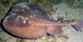 /album/foto%c4%9fraflar%3a-anasayfa/imagescaxdum99-jpg1/